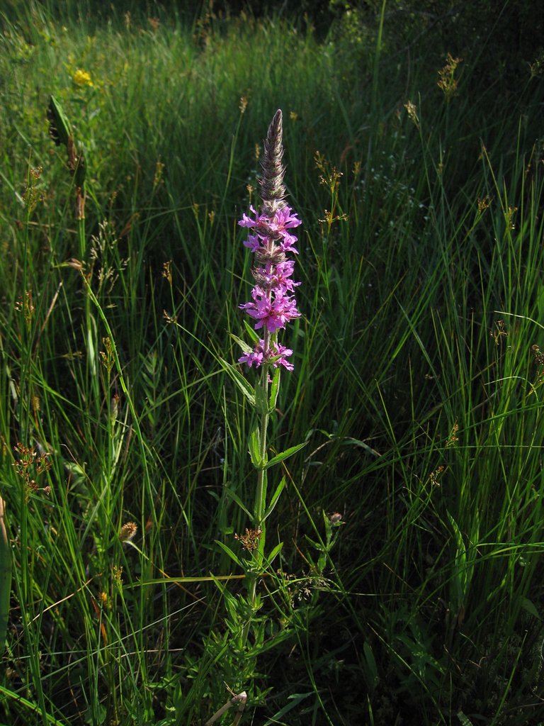 Lythrum salicaria
